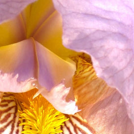lalique-fragrance-heart-note-orris.jpg
